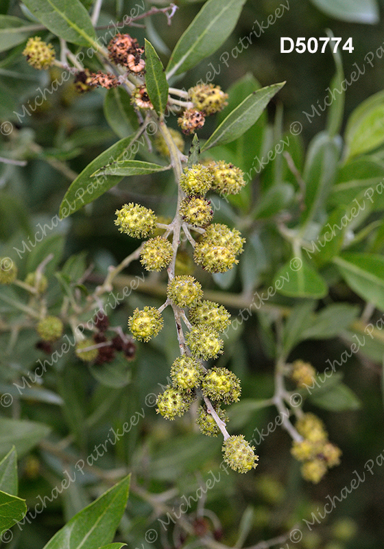 Conocarpus erectus (Green Buttonwood or Gray Mangrove, Combretaceae)